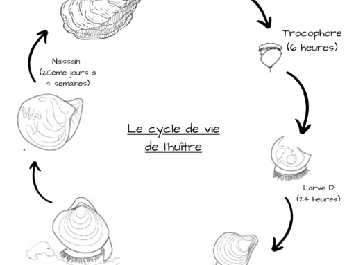 L’Histoire et le cycle de vie de l’huître